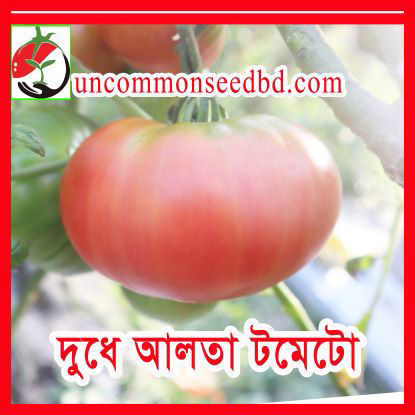 Picture of ATK240. দুধে আলতা টমেটো (20)/Dudhe alta(Pinky)Tomato