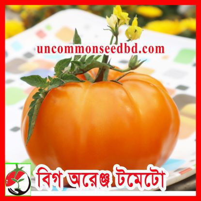 Picture of ATO801. বিগ অরেঞ্জ টমেটো (15)/Big Orange Tomato