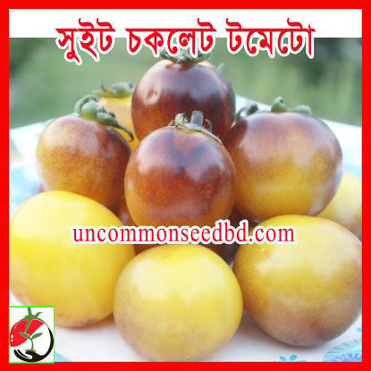 Picture of ATS150. সুইট চকলেট টমেটো (25)/Sweet Chocolate Tomato