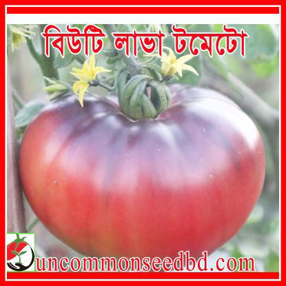 Picture of ATS200. বিউটি লাভা টমেটো #কুরিয়ার ফ্রি[Min Order 4(This Item Or Any)] ১০০/=অগ্রীম