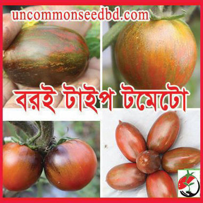 Picture of ATS114. বরই টাইপ টমেটো #কুরিয়ার ফ্রি[Min Order 4(This Item Or Any)] ১০০/=অগ্রীম