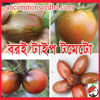 Picture of TS114. বরই টাইপ টমেটো (20)/Boroi Type Tomato