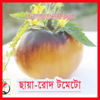 Picture of ATS170. ছায়া-রোদ টমেটো (20)/Saya-rood Tomato