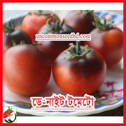 Picture of ATS024.ডে-নাইট টমেটো (25)/Day-night Tomato