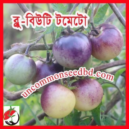 Picture of ATS700. ব্ল-বিউটি টমেটো (25)/Blue Beauty Tomato