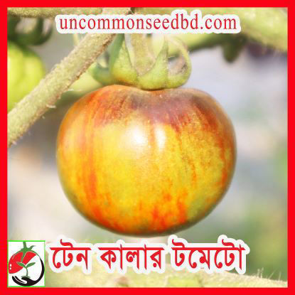 Picture of ATV010. টেন কালার টমেটো (15)/Ten Color Tomato