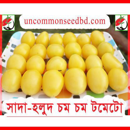 Picture of ATW211. সাদা-হলুদ চম চম টমেটো (20)/Sada-Holud Chom Chom Tomato