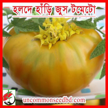 Picture of ATY204. হলদে হাঁড়ি জুস টমেটো (20)/Holde Hari Juice Tomato