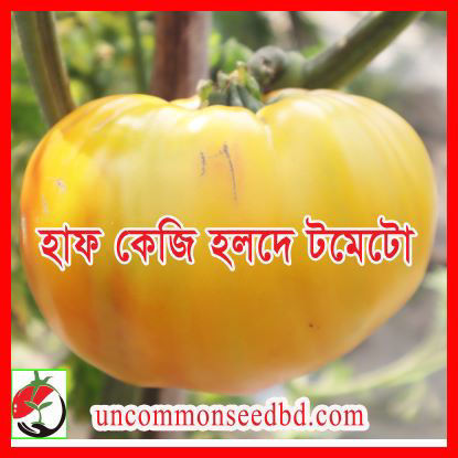 Picture of ATY500. হাফ কেজি হলদে টমেটো (20)/Half Kg Holde Tomato