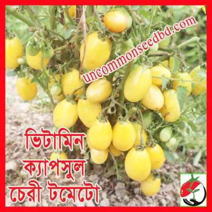 Picture of ATY750. ভিটামিন ক্যাপসুল চেরী টমেটো (25)/Vitamin Capsul Cherry Tomato