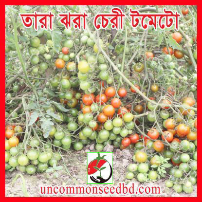 Picture of ATM555. তারা ঝরা চেরী টমেটো (50)/Tara Jhwra Cherry Tomato