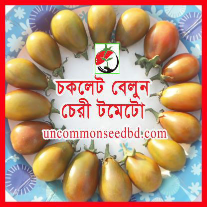 Picture of ATS508. Chocolate Baloon Cherry Tomato / চকলেট বেলুন চেরী টমেটো