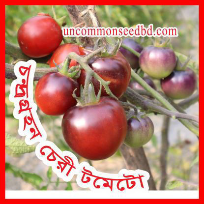 Picture of ATS530. চন্দ্রগ্রহন চেরী টমেটো (30)/Chondro Grohon Cherry Tomato