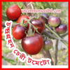 Picture of TS530. চন্দ্রগ্রহন চেরী টমেটো (15)/Chondro Grohon Cherry Tomato