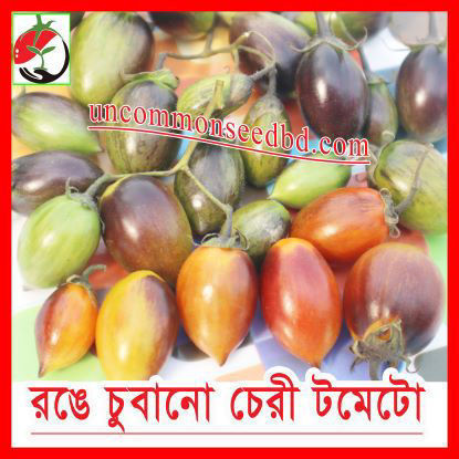 Picture of ATS507. রঙে চুবানো চেরী টমেটো (25)/Ronge Chubano Cherry Tomato