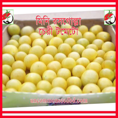 Picture of ATW700. মিনি রসগোল্লা চেরী টমেটো #কুরিয়ার ফ্রি[Min Order 4(This Item Or Any)] ১০০/=অগ্রীম
