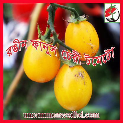 Picture of ATY777. রঙীন ফানুস চেরী টমেটো (20)/Rongin Fanus Cherry Tomato