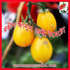 Picture of TY777. রঙীন ফানুস চেরী টমেটো (20)/Rongin Fanus Cherry Tomato