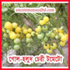 Picture of ATY800. (Gol Holud) Yellow Cherry Tomato / গোল-হলুদ চেরী টমেটো