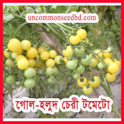 Picture of ATY800. গোল-হলুদ চেরী টমেটো #কুরিয়ার ফ্রি[Min Order 4(This Item Or Any)] ১০০/=অগ্রীম