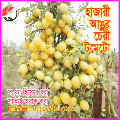 Picture of ATY999. হাজারী আঙ্গুর চেরী টমেটো (30)/Hajari Angur Cherry Tomato