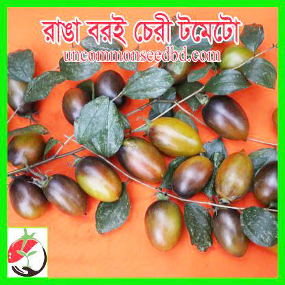 Picture of ATS501. রাঙা বরই চেরী টমেটো (25)/Ranga Boroi Cherry Tomato