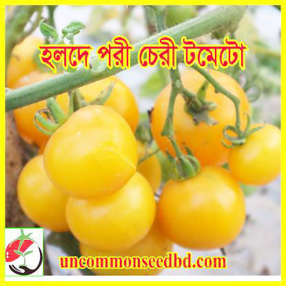 Picture of ATY900. হলদে পরী চেরী টমেটো (30)/Holde Pori Cherry Tomato