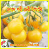 Picture of ATY900. (Holde Pori) Yellow Cherry Tomato / হলদে পরী চেরী টমেটো