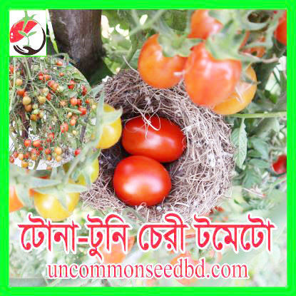 Picture of ATM522. Tona-tuni Cherry Tomato/টোনা-টুনি চেরী টমেটো