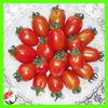 Picture of ATM522. Tona-tuni Cherry Tomato/টোনা-টুনি চেরী টমেটো
