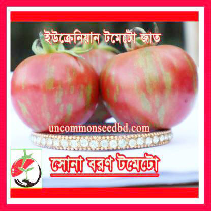 Picture of ATD079. (Sona Bwron) Design Tomato/সোনা-বরণ টমেটো