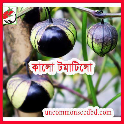 Picture of ATL103.কালো টমাটিলো (25)/Black Tomatillo