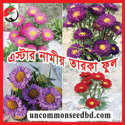 Picture of FST504. এস্টার নামীয় তারকা ফুল #কুরিয়ার ফ্রি[Min Order 4(This Item Or Any)] ১০০/=অগ্রীম