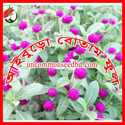 Picture of FBB040. আইবুড়ো বোতাম ফুল #কুরিয়ার ফ্রি[Min Order 4(This Item Or Any)] ১০০/=অগ্রীম