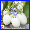 Picture of EWE100. ডিম বেগুন #কুরিয়ার ফ্রি[Min Order 4(This Item Or Any)] ১০০/=অগ্রীম