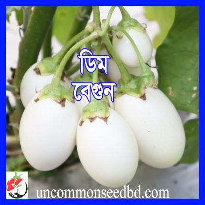 Picture of EWE100. ডিম বেগুন #কুরিয়ার ফ্রি[Min Order 4(This Item Or Any)] ১০০/=অগ্রীম