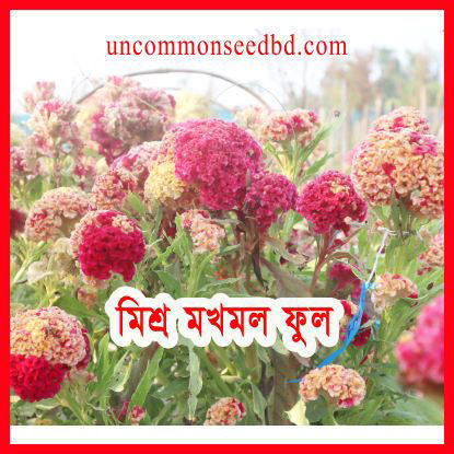 Picture of FCB340. মিশ্র মখমল ফুল (200)/Mixed Mokhmol Cockscomb Flower