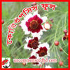 Picture of FCP151. Coreopsis Flower / কোরিওপসিস ফুল