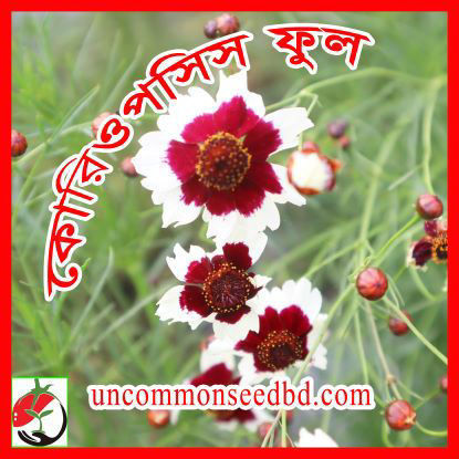 Picture of FCP151. কোরিওপসিস ফুল #কুরিয়ার ফ্রি[Min Order 4(This Item Or Any)] ১০০/=অগ্রীম