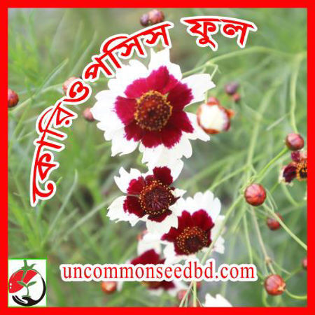 Picture for category কোরিওপসিস ফুল/Coreopsis Flower