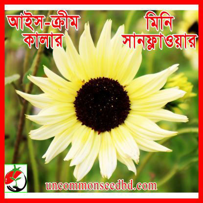 Picture of FSF601. আইস-ক্রীম কালার মিনি সানফ্লাওয়ার (25)/Ice-Cream Color Mini Sunflower