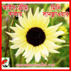 Picture of FSF601. Ice-Cream Color Mini Sunflower / আইস-ক্রীম কালার মিনি সানফ্লাওয়ার
