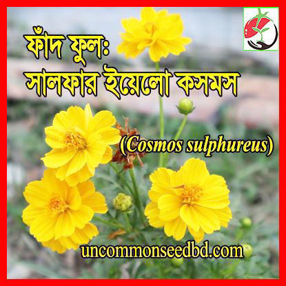 Picture of FCM380. সালফার ইয়েলো কসমস (30)/Sulphur Yellow Cosmos