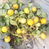 Picture of ATY600. (Natural Bonsai) Dwarf Yellow CherryTomato / ন্যাচারাল বনসাই টমেটো