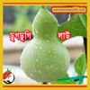 Picture of BGD708. ডুগডুগি লাউ #কুরিয়ার ফ্রি[Min Order 4(This Item Or Any)] ১০০/=অগ্রীম