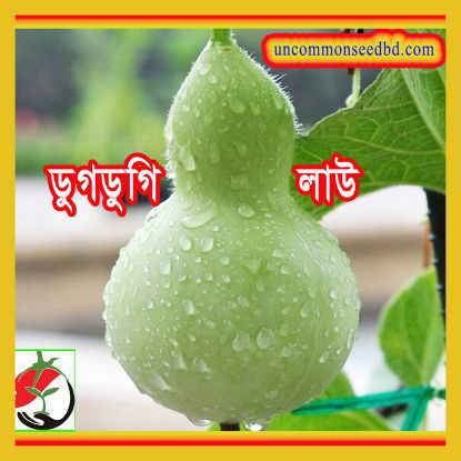 Picture of BGD708. ডুগডুগি লাউ #কুরিয়ার ফ্রি[Min Order 4(This Item Or Any)] ১০০/=অগ্রীম