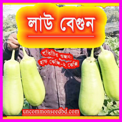 Picture of EG512. Brinjal like Bottle Gourd/লাউ বেগুন