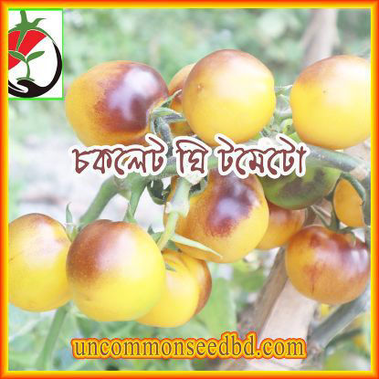Picture of ATS150. Chocolate Ghee Tomato / চকলেট ঘি টমেটো