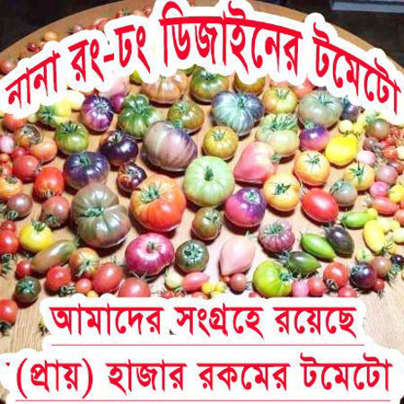 Picture for category All (Color & Design) Tomato / নানা রং-ঢং ডিজাইনের টমেটো