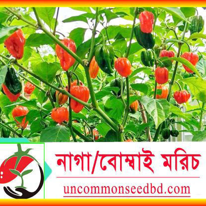 Picture of PPH469. Naga/Bombai Chilli / নাগা/বোম্বাই মরিচ